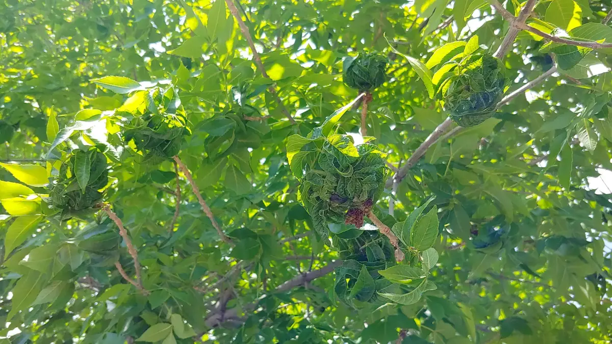 Aphids clustered on an ash leaf