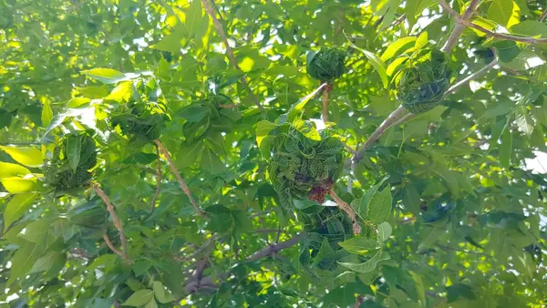Aphids on ash