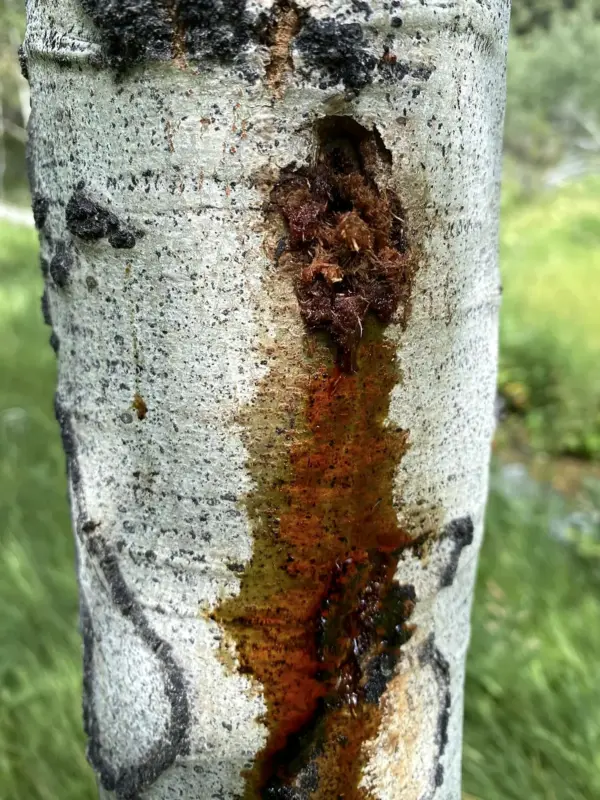 A borer wound weeping down aspen bark