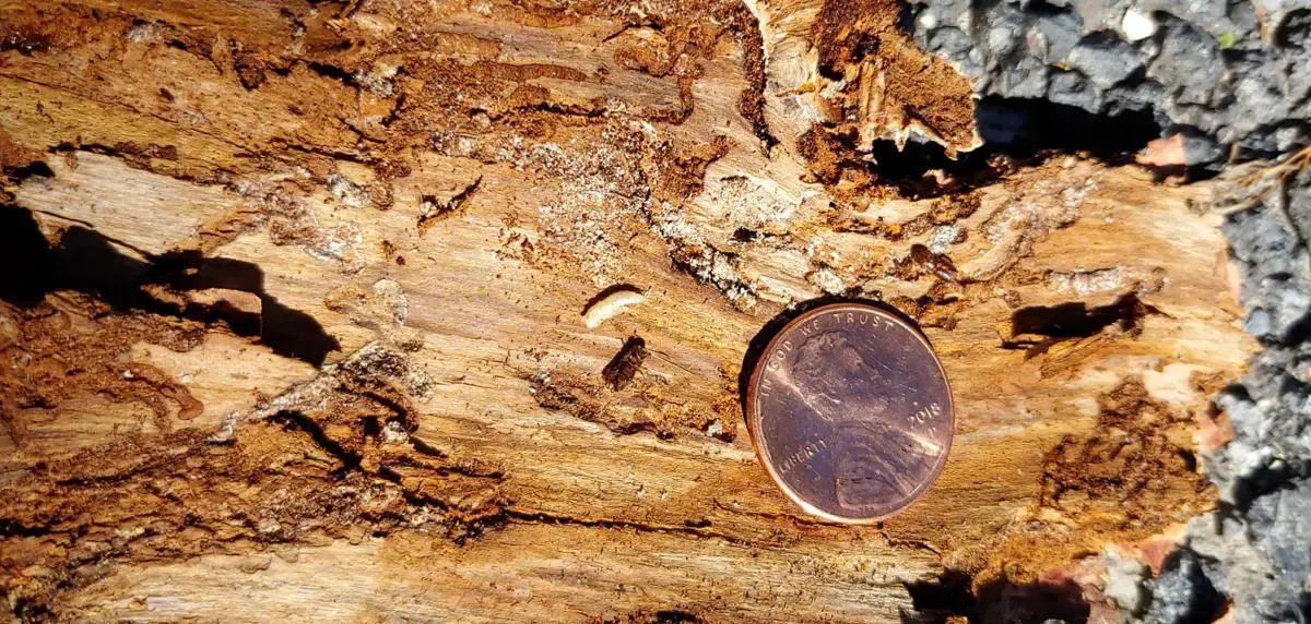 Bark beetle galleries under spruce bark