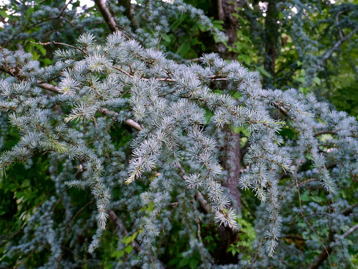 Blue atlas cedar