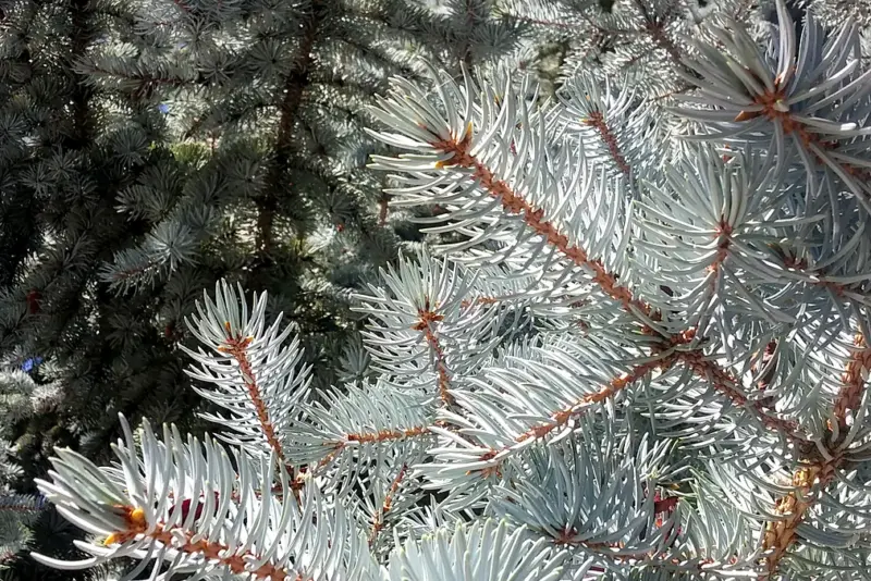 A healthy blue spruce