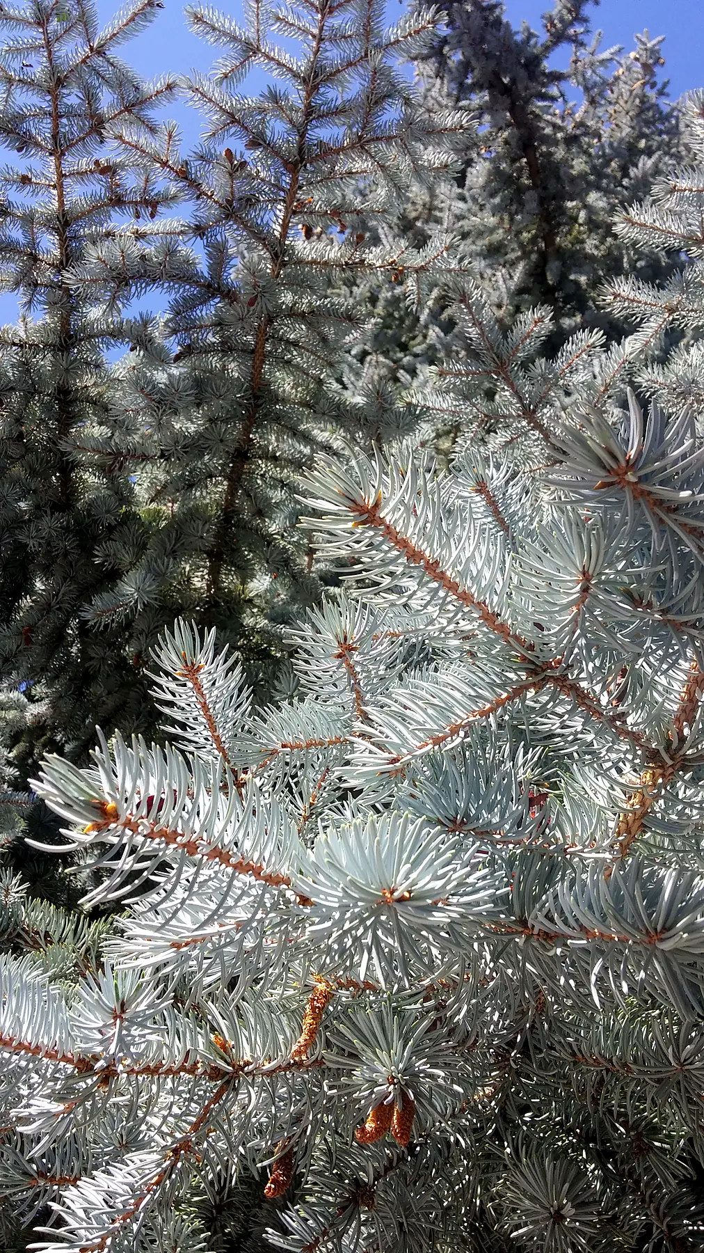 A dense, healthy blue spruce with strong blue-gray needles