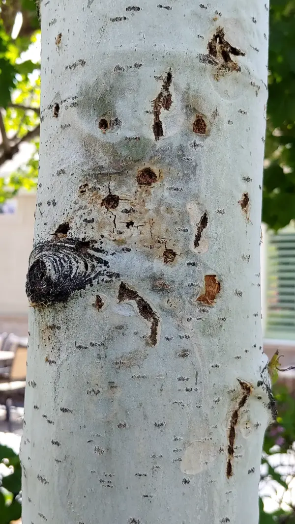 Borers in aspen