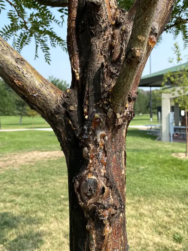 Borers in honey locust