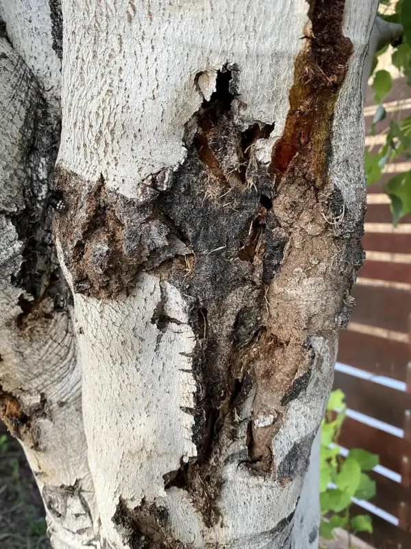 Canker damage on a trunk