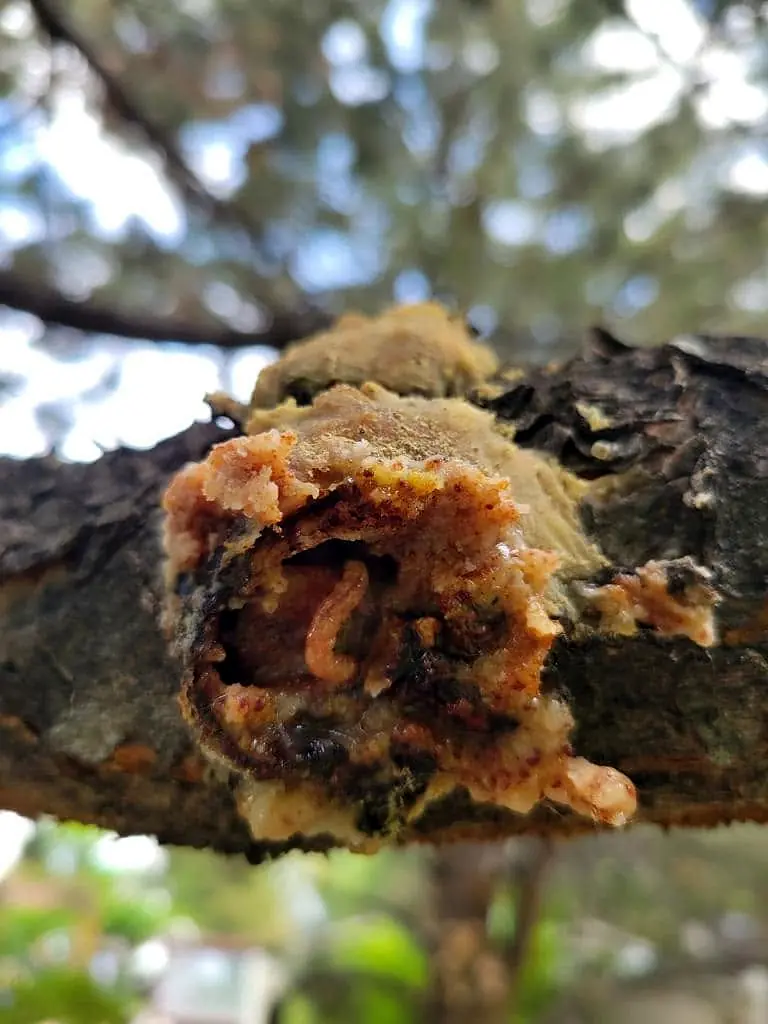 Close view of decayed, discolored wood inside a branch