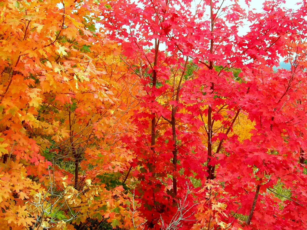 A canopy of autumn leaves lit from behind