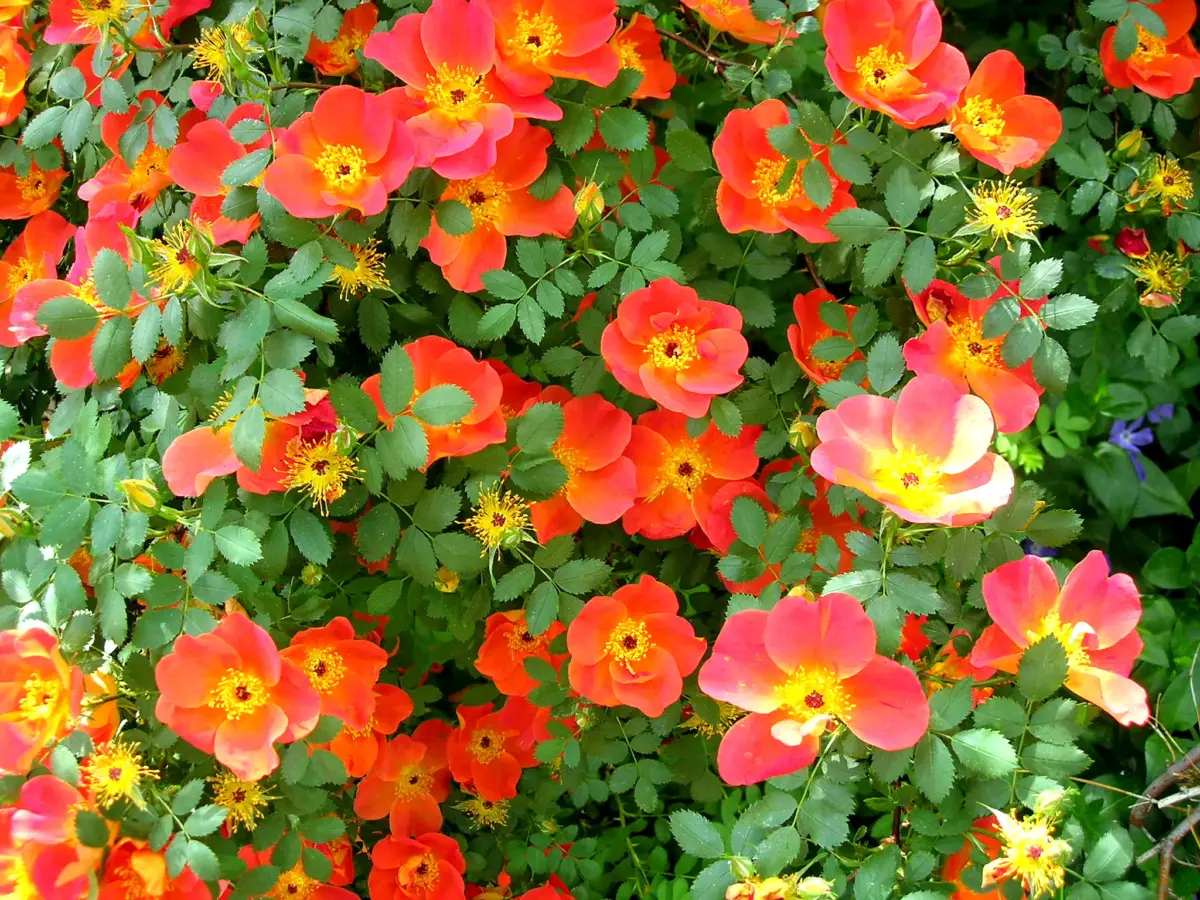 A flowering ornamental in full spring bloom