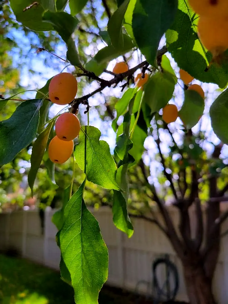 Ripe fruit on a backyard fruit tree