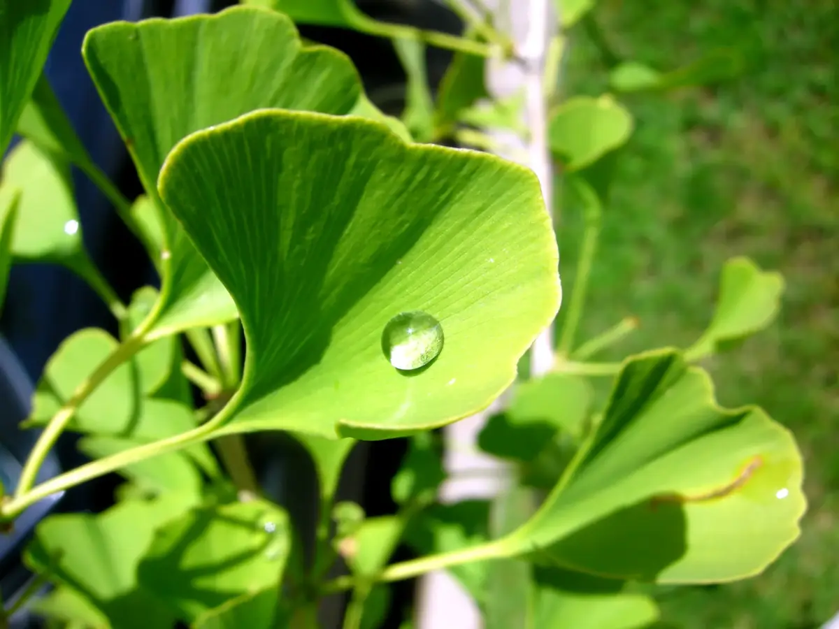 Ginkgo in autumn color