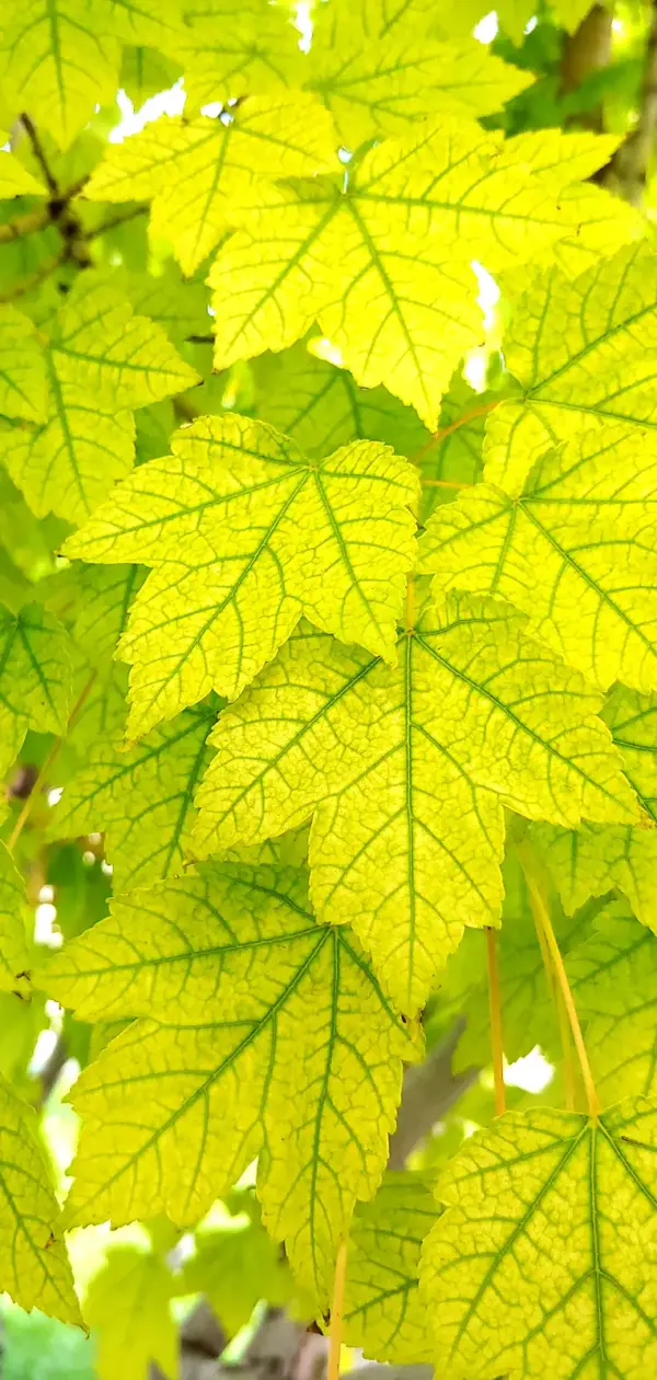 Iron chlorosis on maple