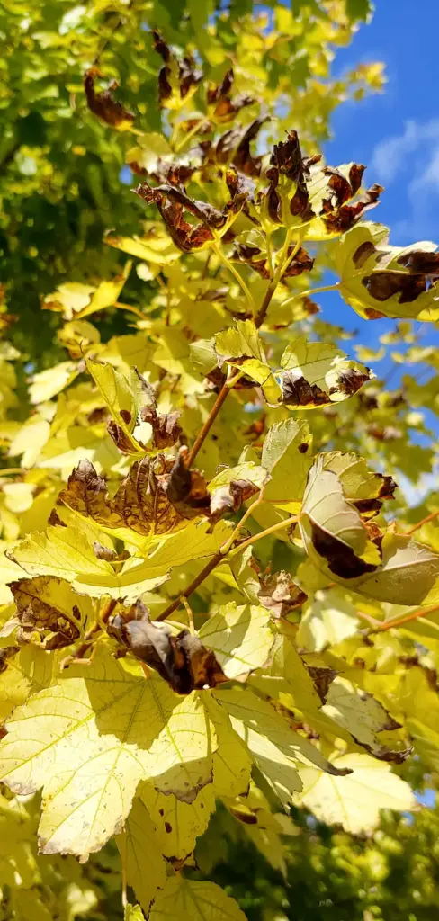 Severe chlorosis with small pale leaves and twig dieback