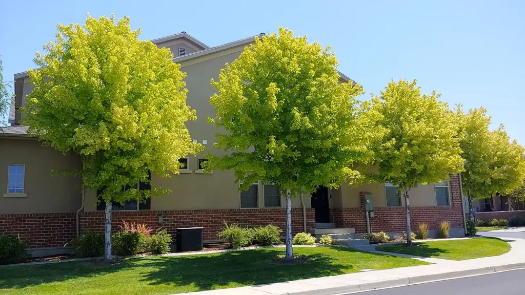 A tree showing widespread yellowing from iron chlorosis