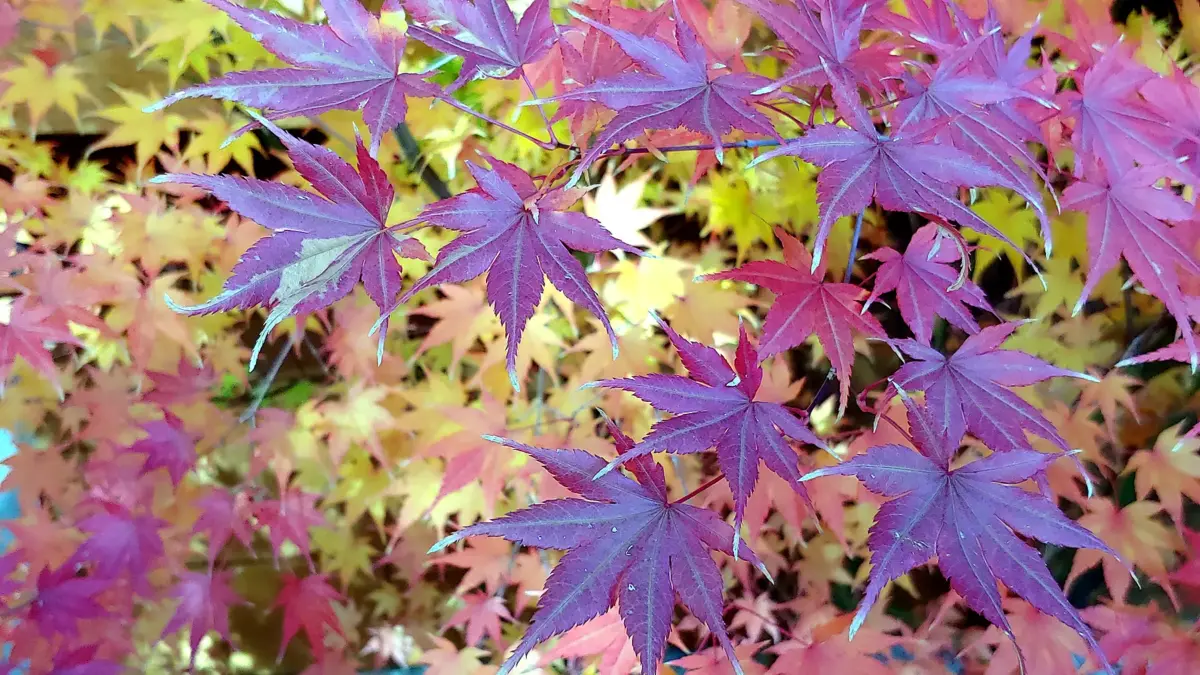 Japanese maple