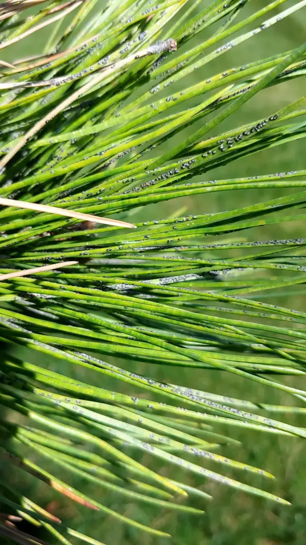 Pine scale