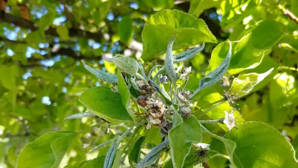 Powdery mildew on a shrub