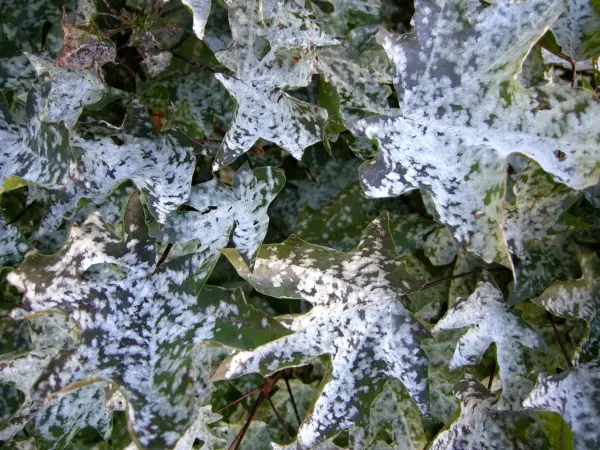 Powdery mildew