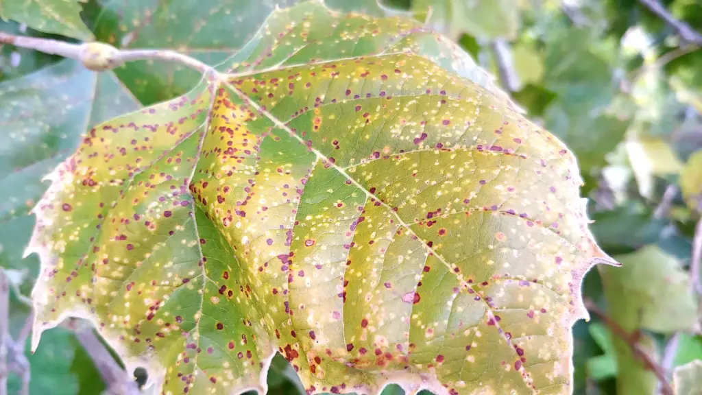 Scale insects clustered on a sycamore branch