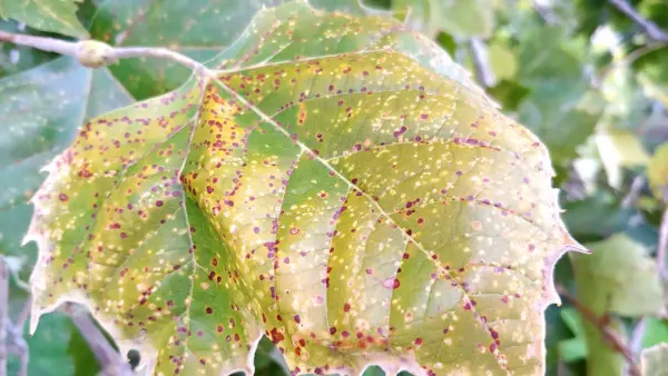 Scale on sycamore