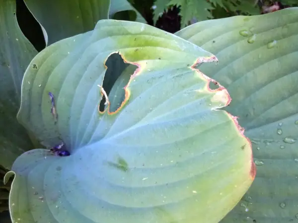 Snail and slug damage on hostas