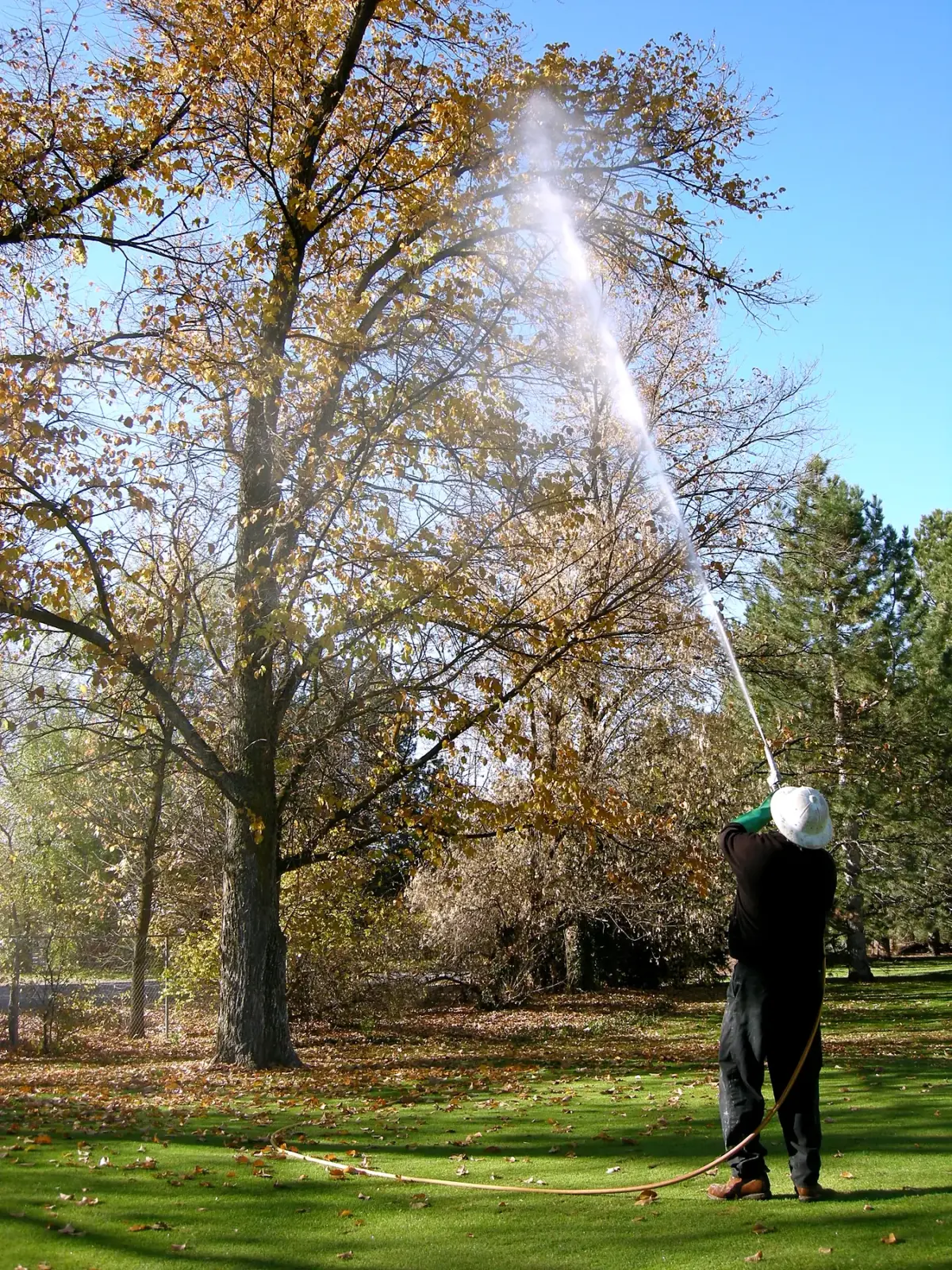 A long-range spray reaching high into the crown of a large deciduous tree
