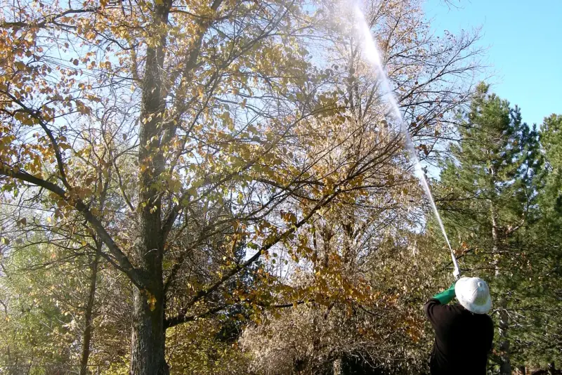 A long-range spray reaching the crown of a large tree