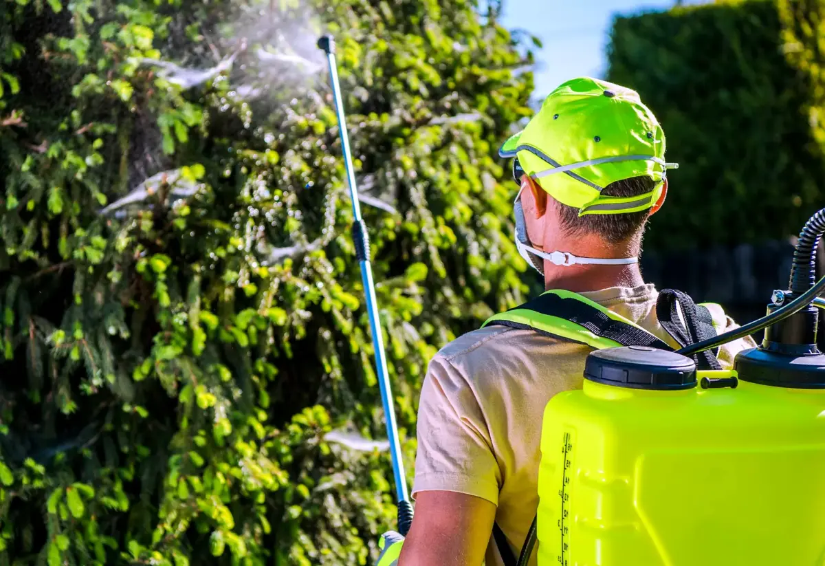 An ArborCare technician spraying a mature tree from the ground