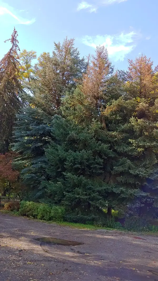 Die-off starting at the top, caused by bark beetles