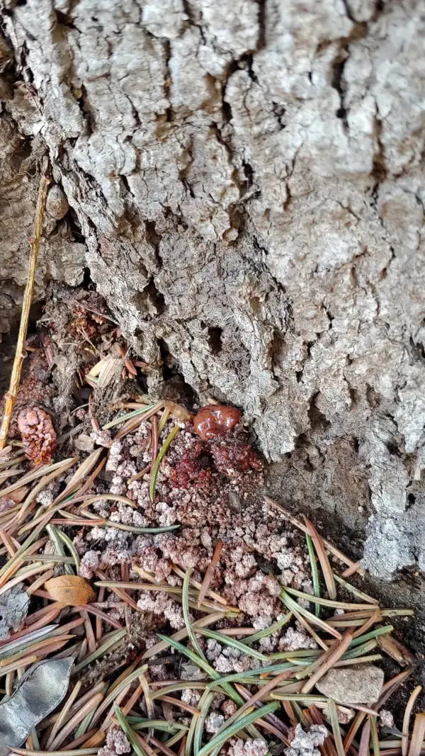 Turpentine beetle