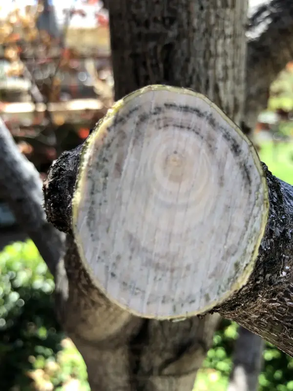 Verticillium wilt