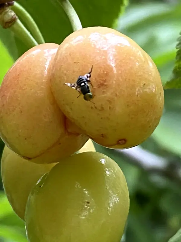 Western cherry fruit fly