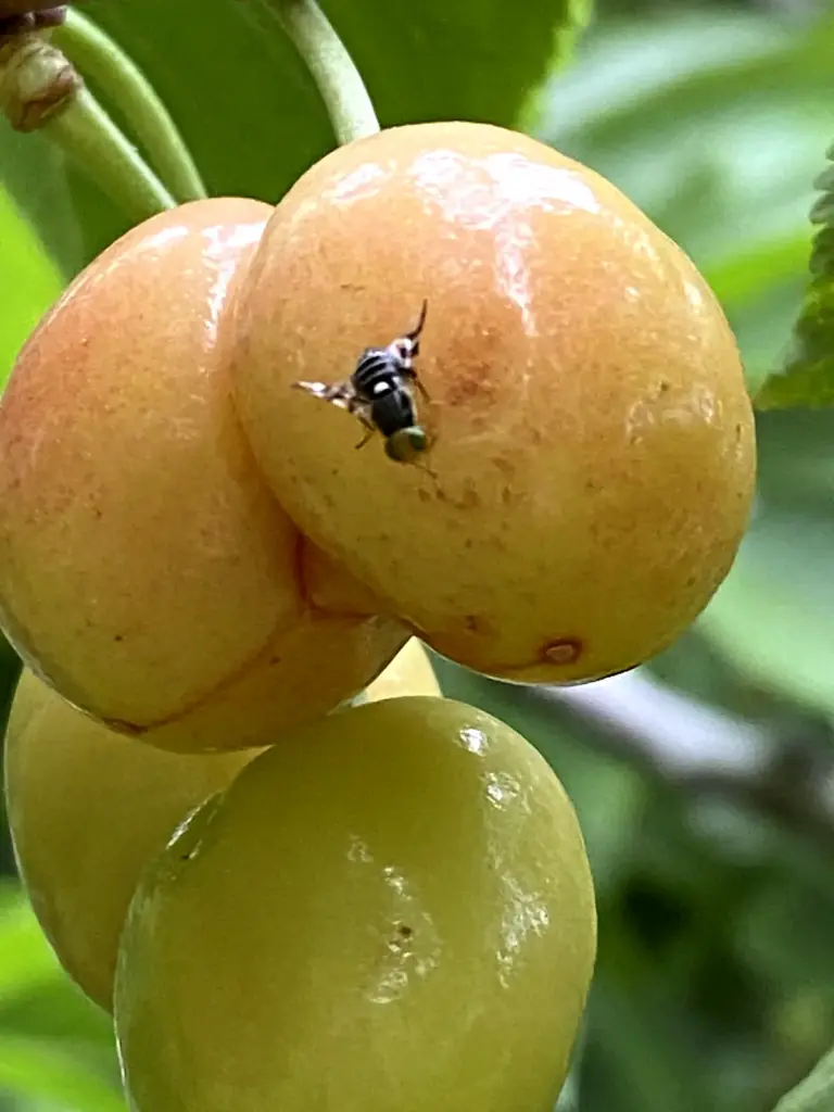 Western cherry fruit fly damage in fruit