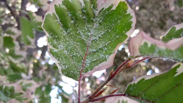 Woolly adelgid on beech
