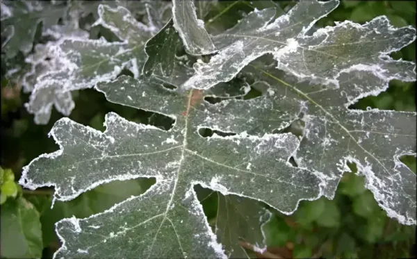 Woolly aphids on oak