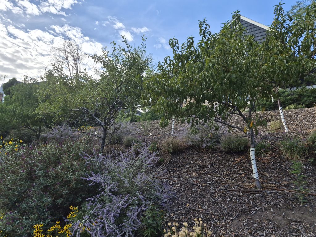 A long-range spray reaching high into the crown of a large deciduous tree