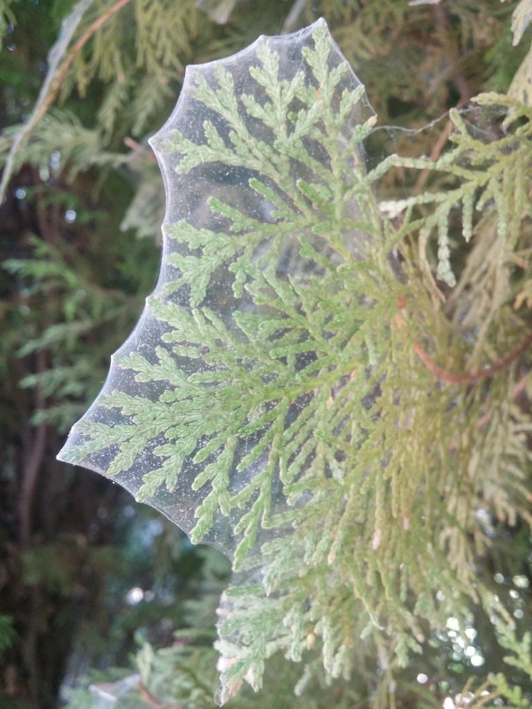 Spider mites on arborvitae
