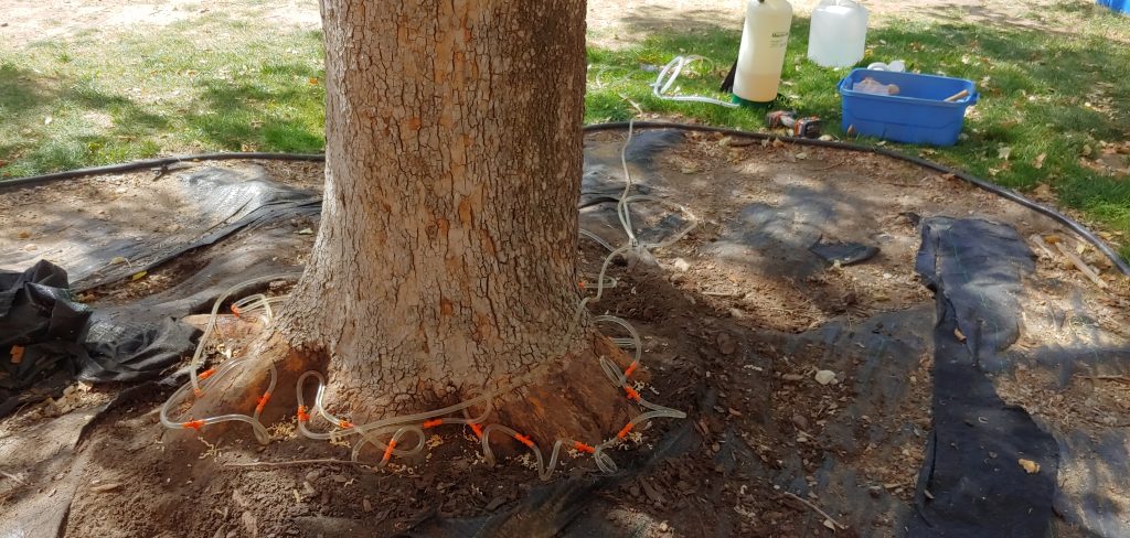Trunk injection to help prevent bark beetles