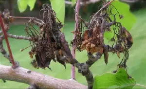Blackened leaves and branches caused by fireblight