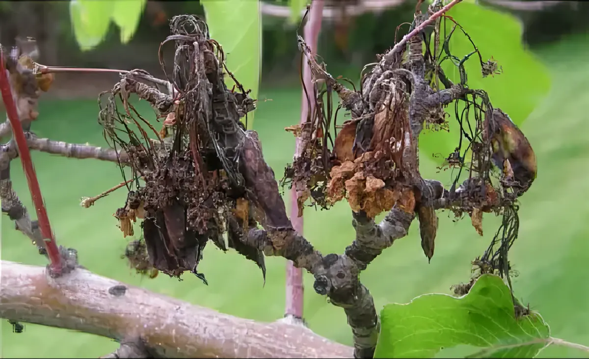 Blackened leaves and branches caused by fireblight