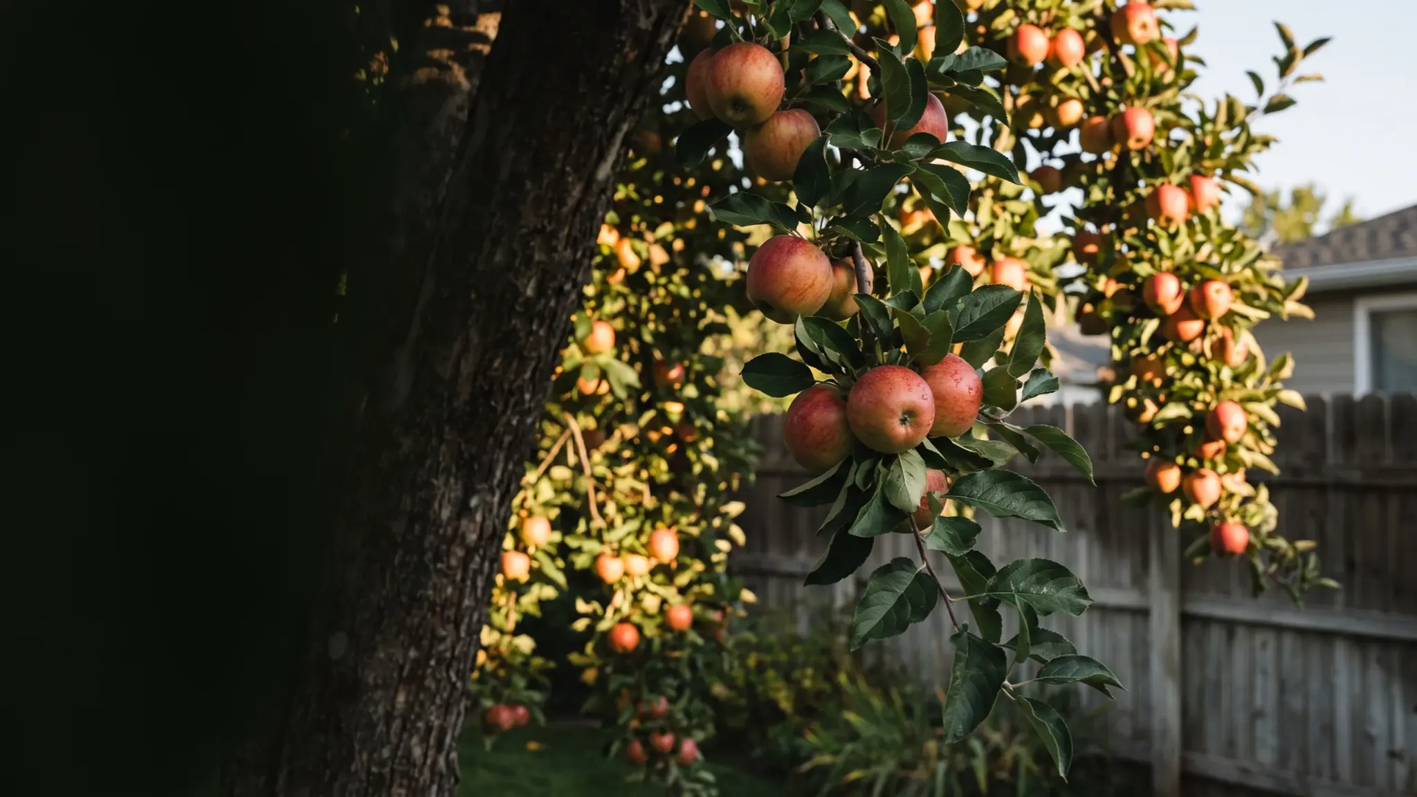 Clean ripe apples on a treated backyard tree