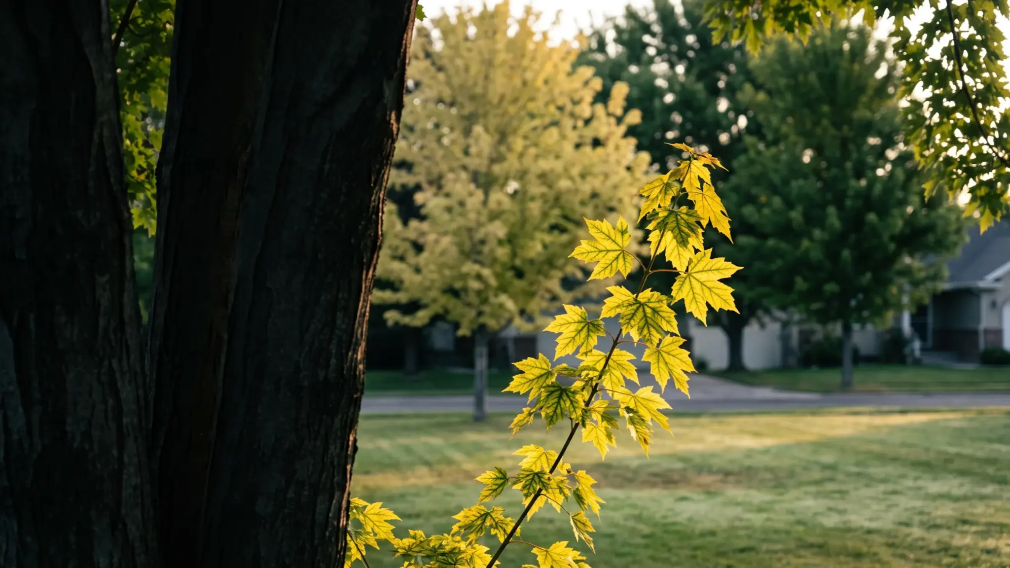 Iron chlorosis: yellow maple leaves with green veins