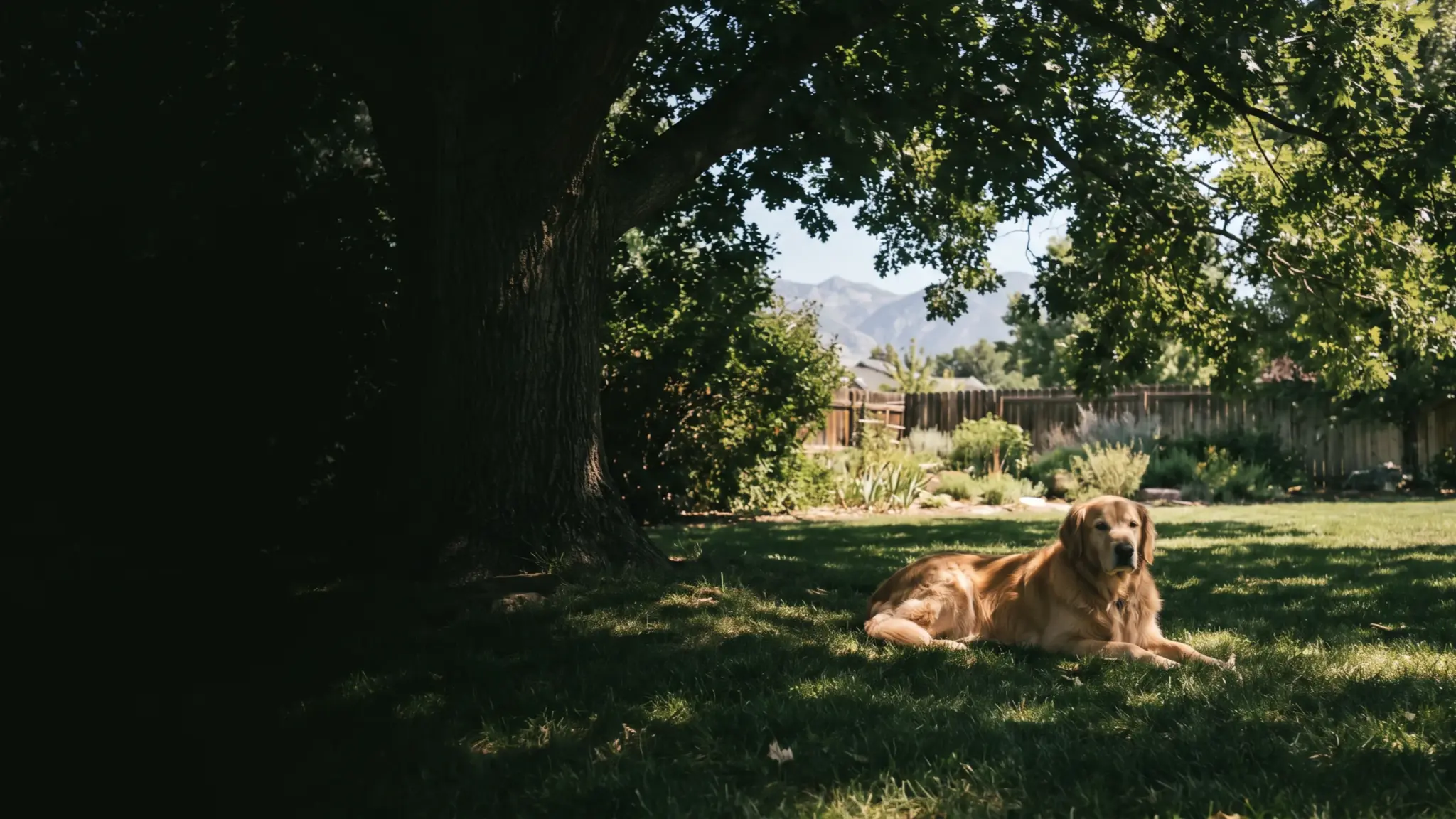 Dog resting in the shade beneath a mature tree