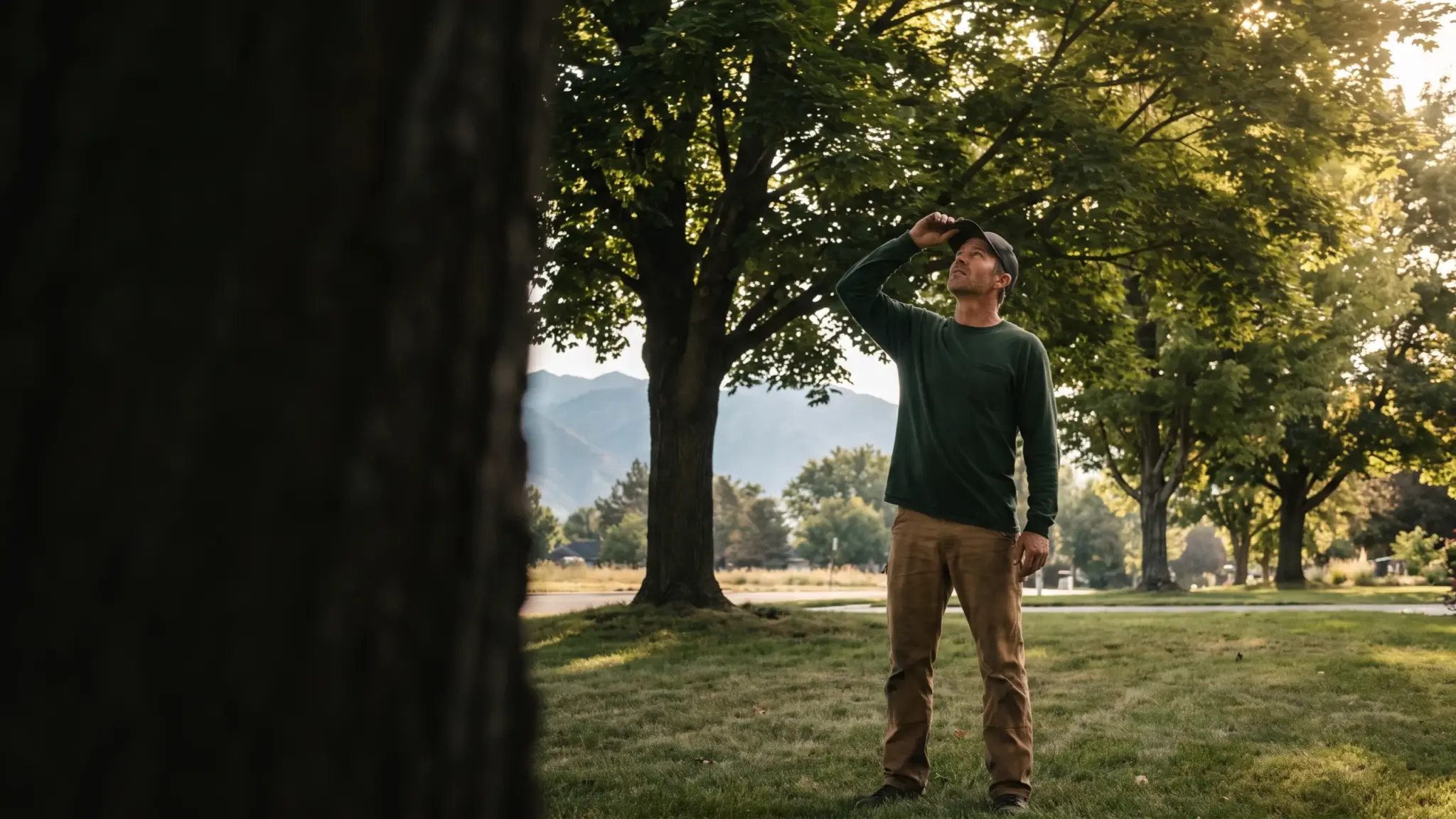 Arborist assessing the crown of a mature shade tree