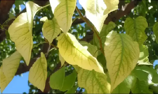 Iron chlorosis: yellow leaves with dark green veins
