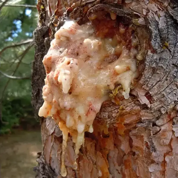 Pitch moth on pine