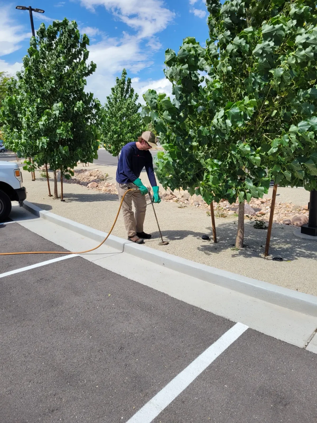 An ArborCare technician running a soil drench along a row of young trees